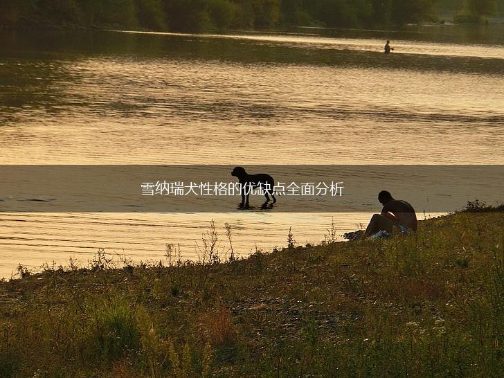 雪纳瑞犬性格的优缺点全面分析,第1张