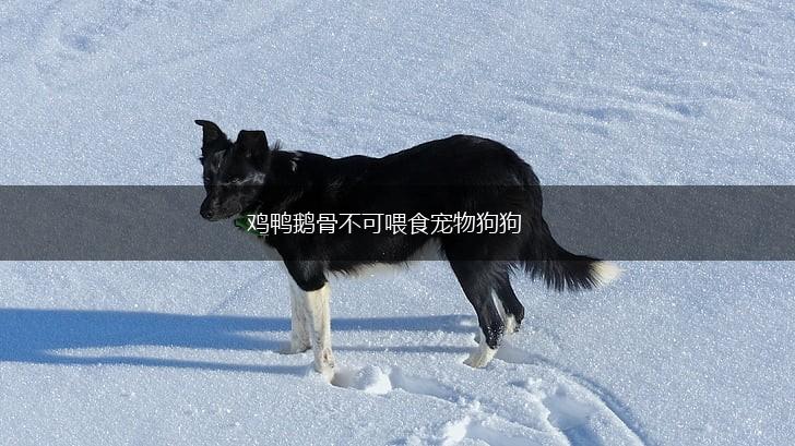 鸡鸭鹅骨不可喂食宠物狗狗,第1张