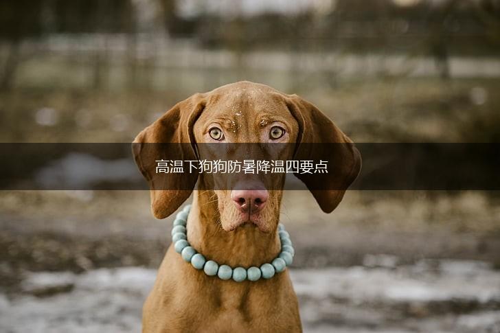 高温下狗狗防暑降温四要点,第1张