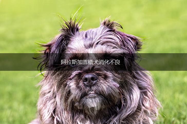阿拉斯加雪橇犬消化不良,第1张
