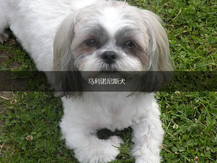 马利诺尼斯犬,第1张