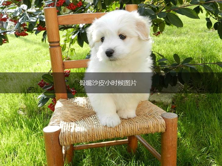骨嘴沙皮小时候图片,第1张