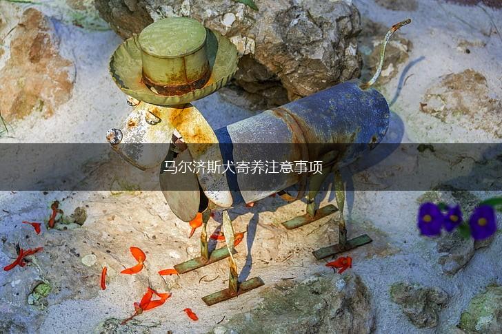 马尔济斯犬寄养注意事项,第1张