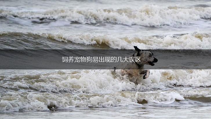 饲养宠物狗易出现的几大误区,第1张