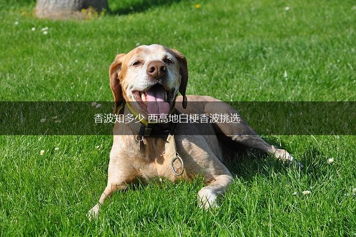 香波知多少 西高地白梗香波挑选,第1张