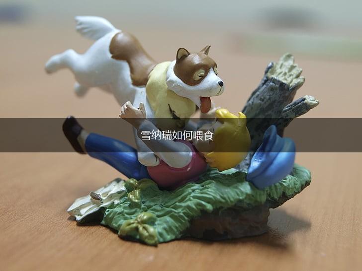 雪纳瑞如何喂食,第1张