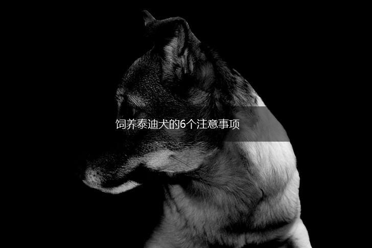 饲养泰迪犬的6个注意事项,第1张