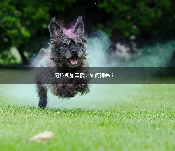 阿拉斯加雪橇犬如何饲养？,第1张