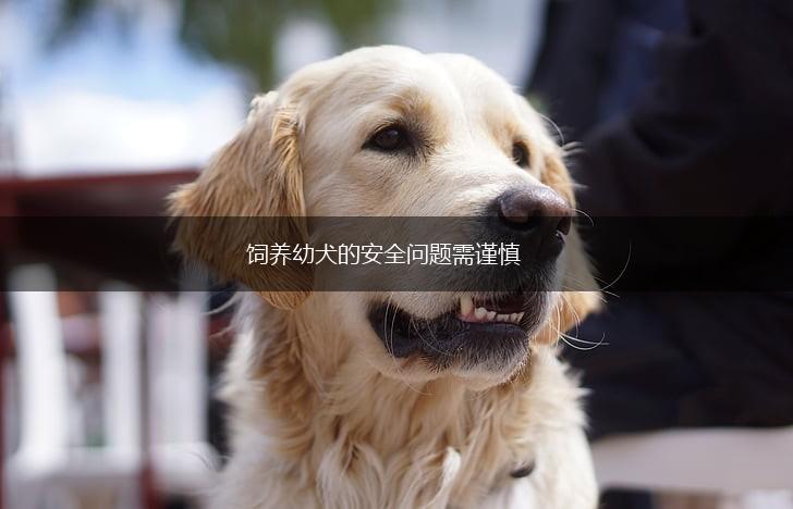 饲养幼犬的安全问题需谨慎,第1张