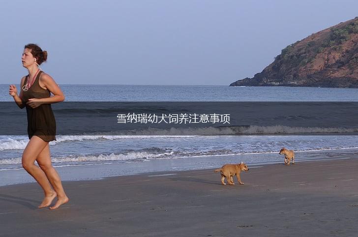 雪纳瑞幼犬饲养注意事项,第1张