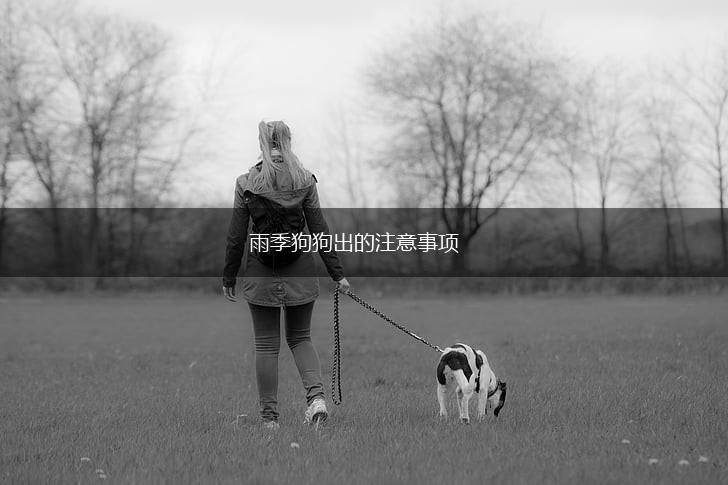 雨季狗狗出的注意事项,第1张