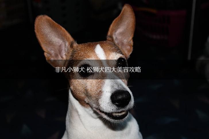 非凡小狮犬 松狮犬四大美容攻略,第1张
